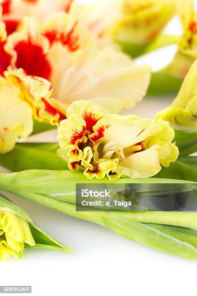 레드 옐로우 밝은 글라디올러스 수직분사 0명에 대한 스톡 사진 및 기타 이미지 - 0명, 글라디올러스, 꽃 나무