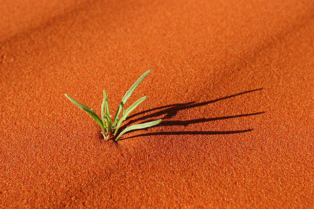 Desert Plant stock photo