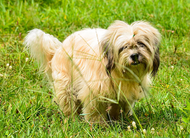 istock Dog in the grass 500943137