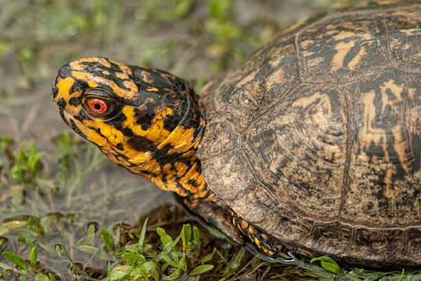 istock Male Box Turtle 2 - terrapene carolina 500944241