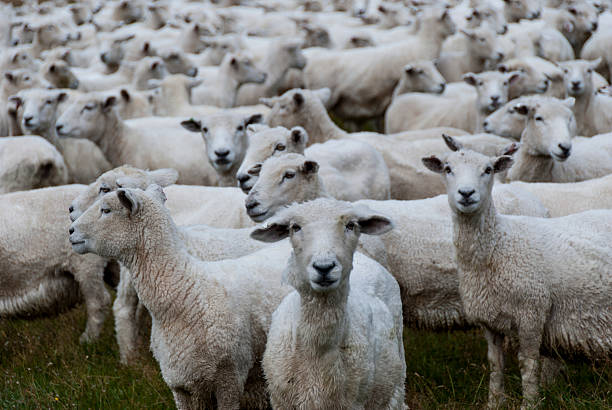 istock Herd of shorn sheep 500944505