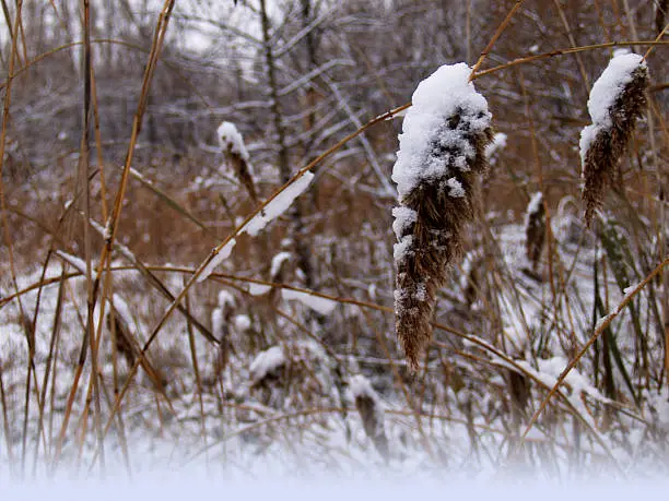 white snow lies on the reeds