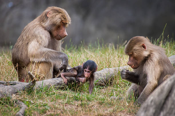 istock Hamadryas Baboon Family 500944851