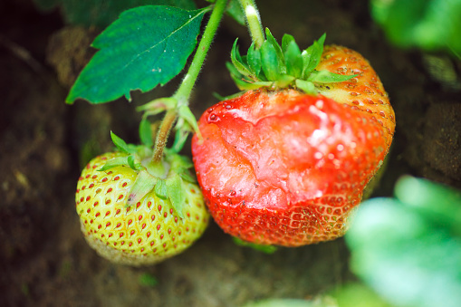 Strawberry with a holes eaten by snails