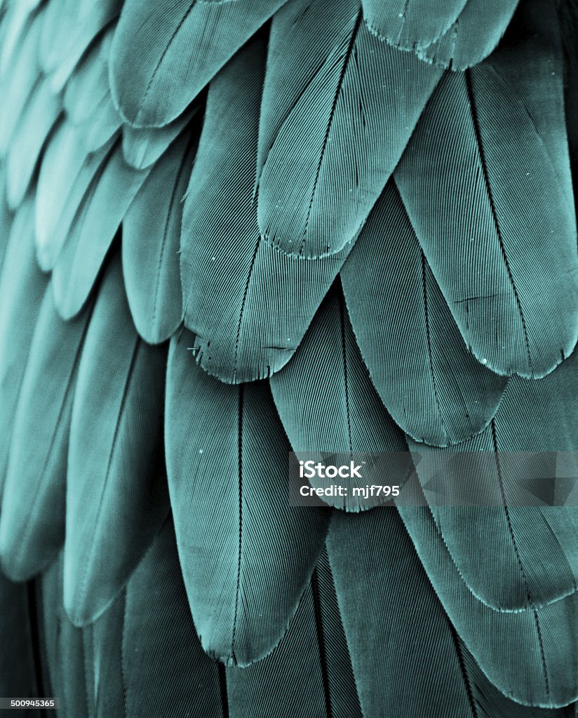 Macaw Feathers (Turquoise) Macro photograph of the feathers of a Blue-and-gold Macaw (Ara ararauna) Feather Stock Photo
