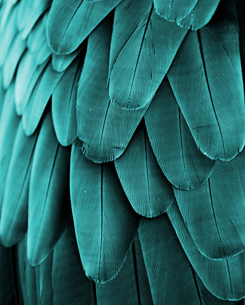 Macaw Feathers (Turquoise) stock photo