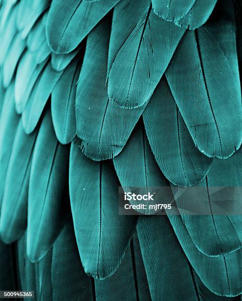 Macaw Feathers Stock Photo - Download Image Now - Feather, Parrot, Animal Wing