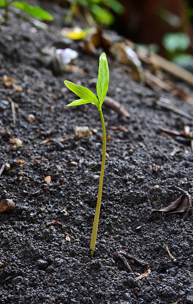 istock Closeup of small plant 500945589
