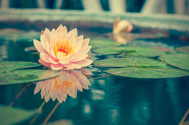 A beautiful pink waterlily or lotus flower in pond vintage photo filtered retro style