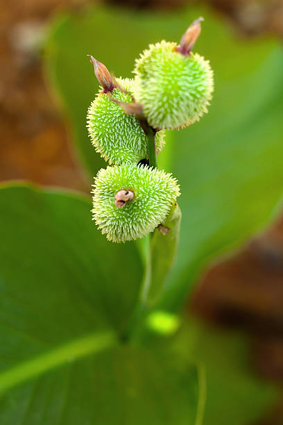 istock carpel pink - green flowers in nature 500945851