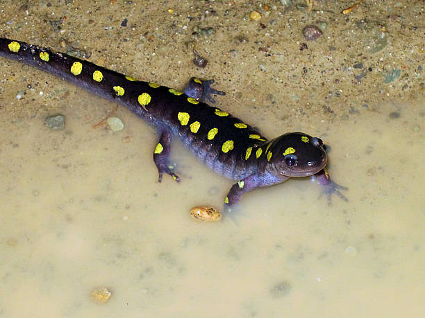 istock Smiling Spotted Salamander - Ambystoma maculatum 500945855