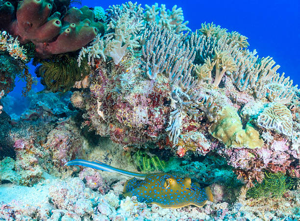 istock Blue Spotted Stingray on a coral reef 500946127
