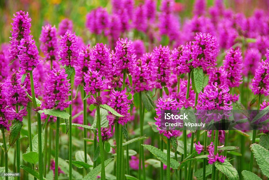 Campo de florescendo Agastache heatwave. - Foto de stock de Hissopo royalty-free