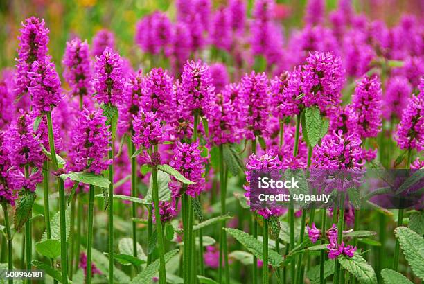 Field Of Blooming Agastache Heatwave — стоковые фотографии и другие картинки Иссоп - Иссоп, Аномальная жара, Без людей