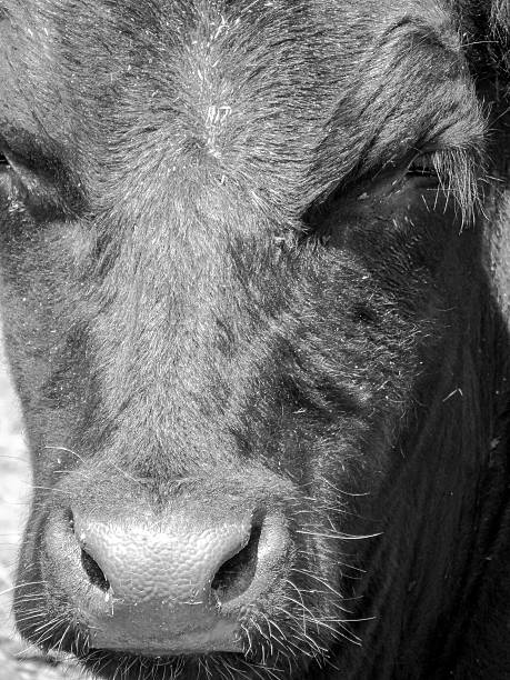 Bull breeding