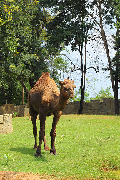 istock Camel standing in the zoo. 500946393