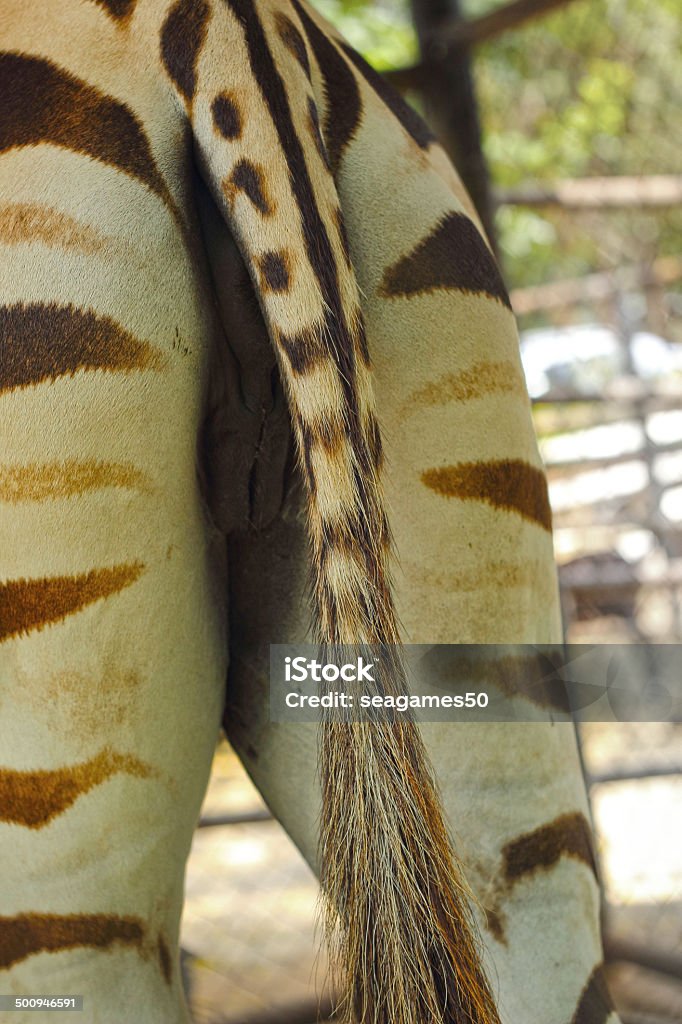 Close-up rear of the Zebra. Close-up rear of the Zebra Africa Stock Photo