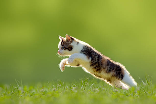 istock Young cat jumps over a meadow backlit 500946603