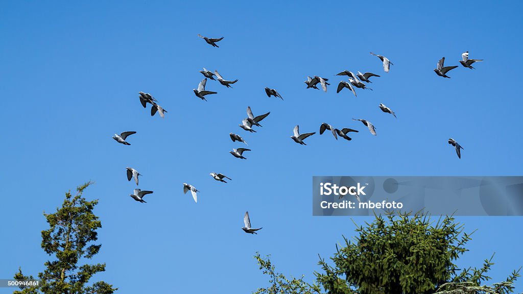 pigeons swarm - Foto de stock de Abundância royalty-free