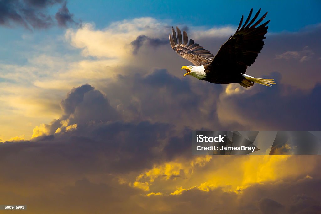 American Bald Eagle Flying in Spectacular Dramatic Sky Eagle - Bird Stock Photo