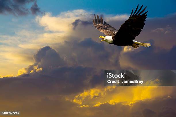 American Bald Eagle Flying In Spectacular Dramatic Sky Stock Photo - Download Image Now