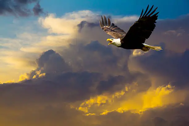 American Bald Eagle Flying in Spectacular Dramatic Sky