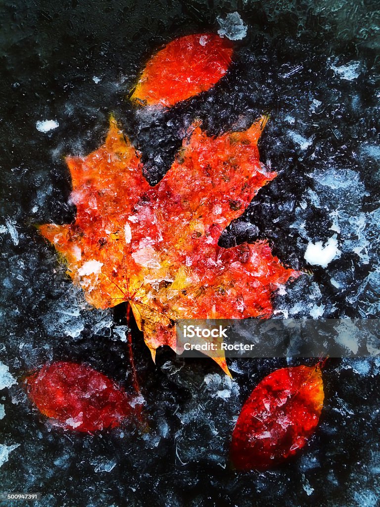 Autumn Leaves In Ice Red Autumn Maple Leaf In The Ice Autumn Stock Photo