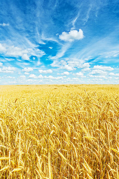istock Golden wheat field and beautiful sky 500947719