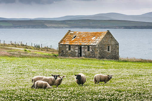 Grazing sheep on the isle of skye in Scotland, Great Britain UK