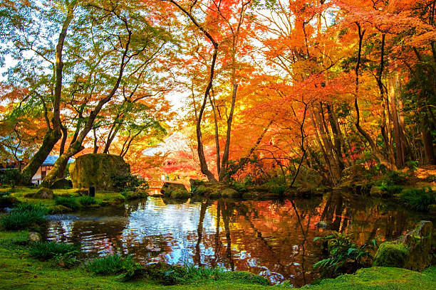 istock Autumn Japanese garden with maple 500948105