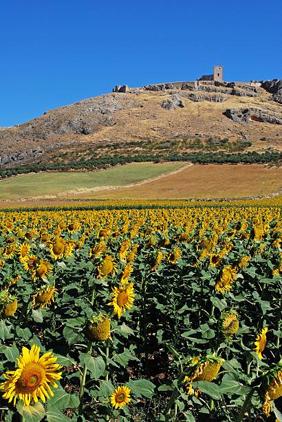 istock Sunflower field, Teba, Spain. 500948411