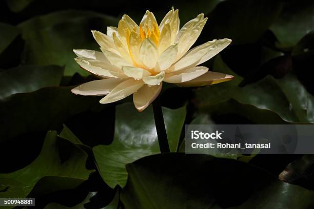 Water Lily White1 Stock Photo - Download Image Now - Horizontal, No People, Photography