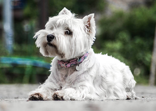 istock White dog portrait 500956650