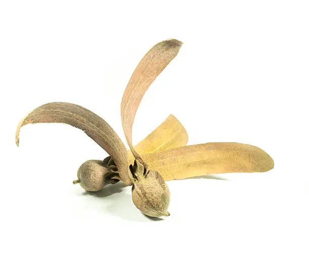 Two-winged fruit of Dipterocarpus isolated on white background, stock photo