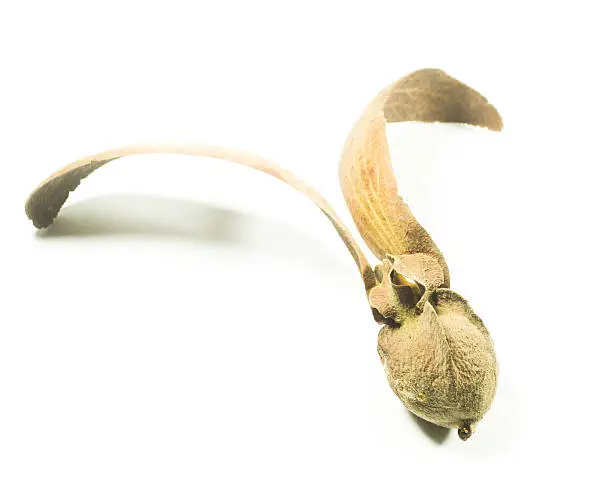 Two-winged fruit of Dipterocarpus isolated on white background, stock photo