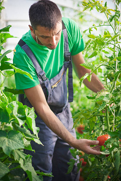 istock Young farmer checking tomatoes in the green house 500958882