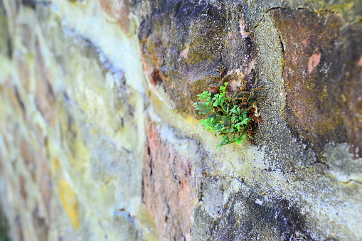 Struggle for survival of a plant on a wall
