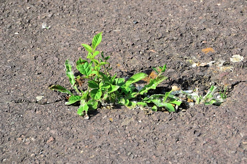 Struggle for survival of a plant on the street