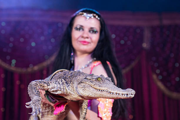 dançarina da dança do ventre exóticas retenção crocodilo pequeno - beautiful confidence bizarre exoticism imagens e fotografias de stock
