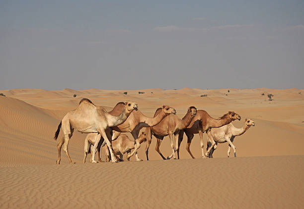 istock Flock of dromedaries in the sand dunes 500960638