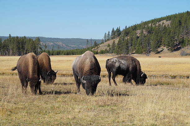 istock grazing herd of bison 500962670