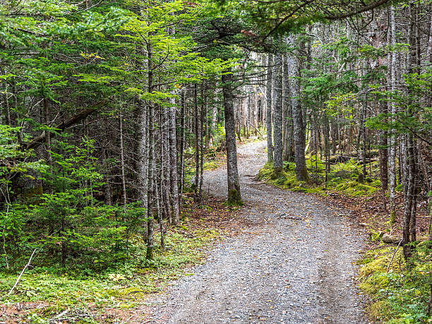 Rural Gravel Path in Forest Coastal Maine Trees on Sides Looking up a forest gravel trail with Green trees along the sides. This is located in the Maine Coastal Region, USA at Quoddy Head State Park. quoddy head state park stock pictures, royalty-free photos & images