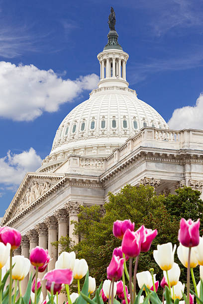 istock US Capitol Building, red tulips and blue sky, Washington DC. 500966068
