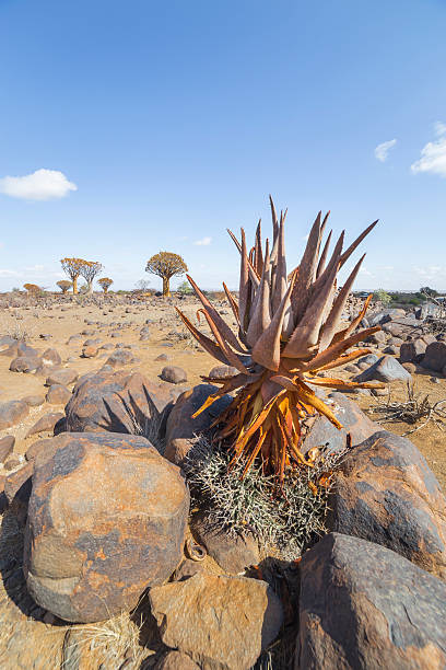 istock Aloe khamiesensis, in Namibia 500969122