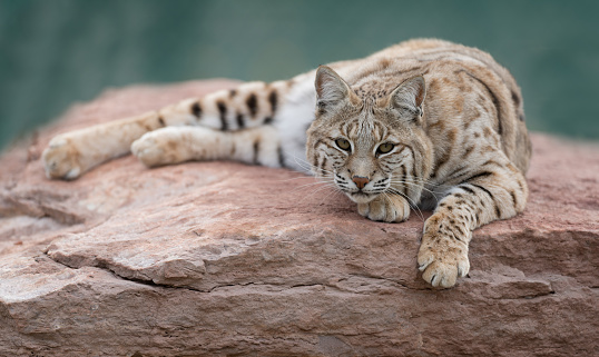 Young bobcat (Lynx rufus) laying on rocky slab