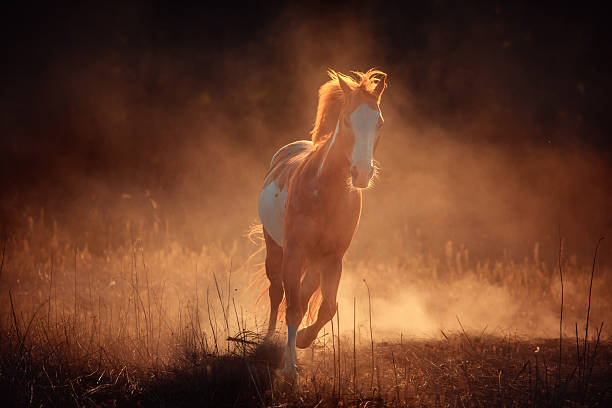 istock Appaloosa horse run in dust 500970198