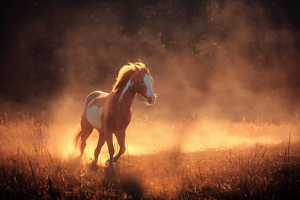 istock Appaloosa horse run in dust 500989042