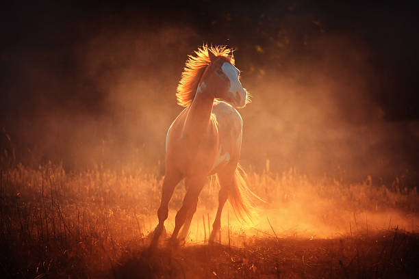 istock Appaloosa horse run in dust 500989216
