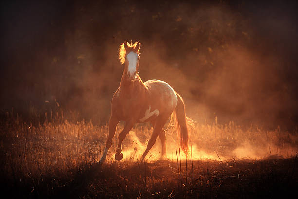 istock Appaloosa horse run in dust 500989280