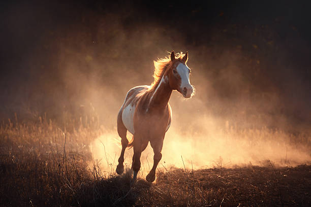 Appaloosa horse run in dust